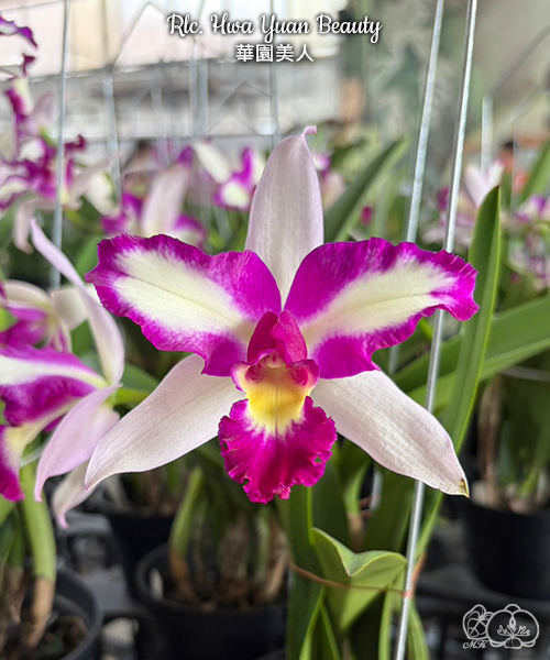 美琪園藝Miki Orchid - 品種庫